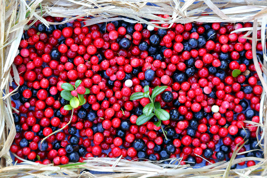 DNN Blackberries Cranberries